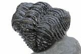 Partially Enrolled Drotops Trilobite - Excellent Eye Facets #222352-1